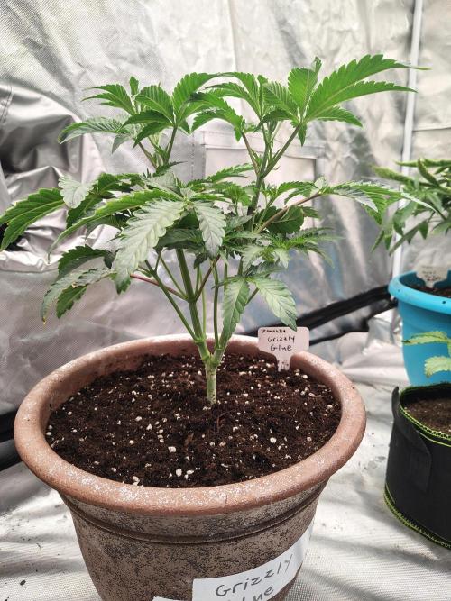 Grizzly Glue. Week 5