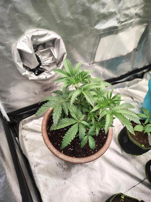 Grizzly Glue. Week 5