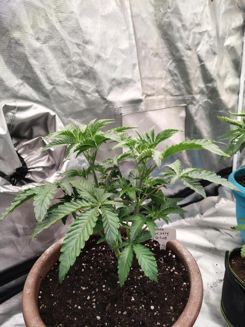 Grizzly Glue. Week 5