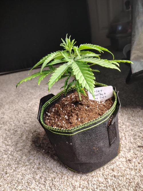 Sunset Sherbet Go Fast. Week 3