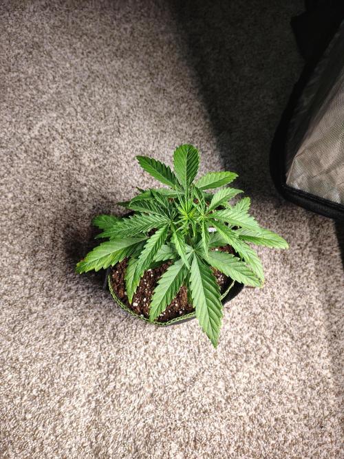 Sunset Sherbet Go Fast. Week 3