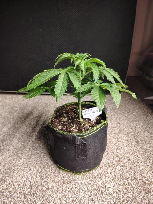 Mango Sherb S1. Week 3