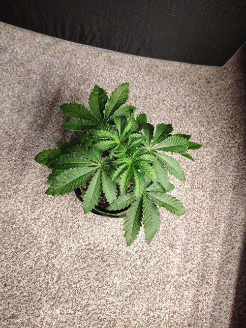 Mango Sherb S1. Week 3