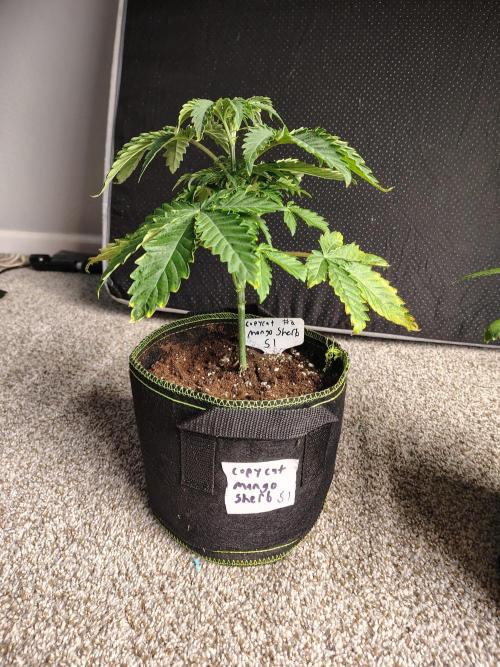 Mango Sherb S1. Week 3