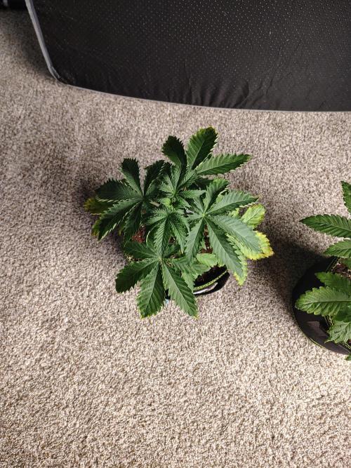 Mango Sherb S1. Week 3