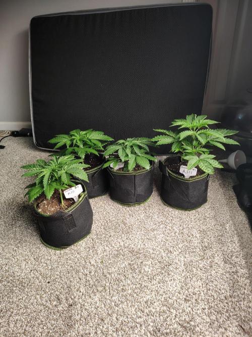 RS11 (Rainbow Sherbet). Week 3
