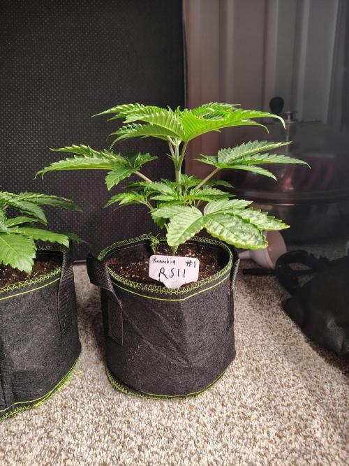 RS11 (Rainbow Sherbet). Week 3