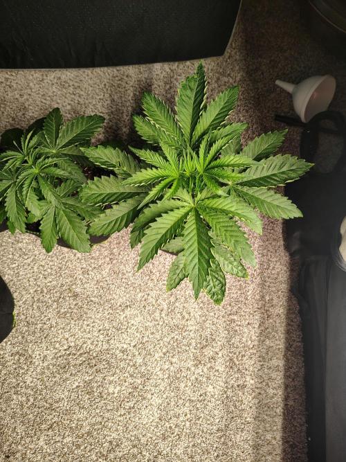 RS11 (Rainbow Sherbet). Week 3