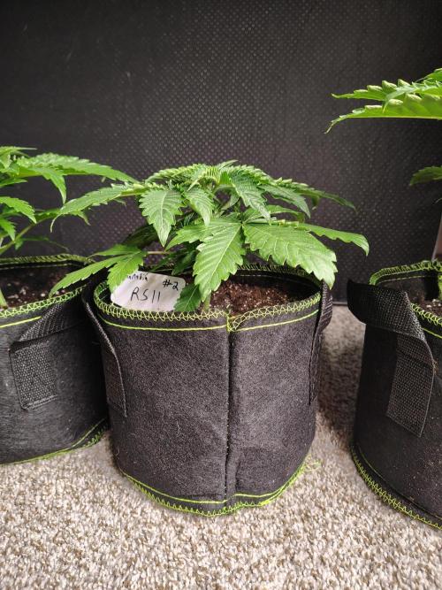 RS11 (Rainbow Sherbet). Week 3