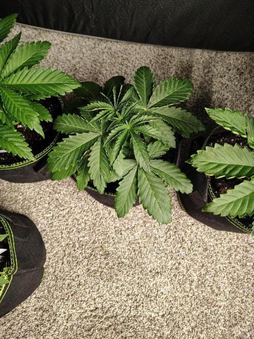 RS11 (Rainbow Sherbet). Week 3