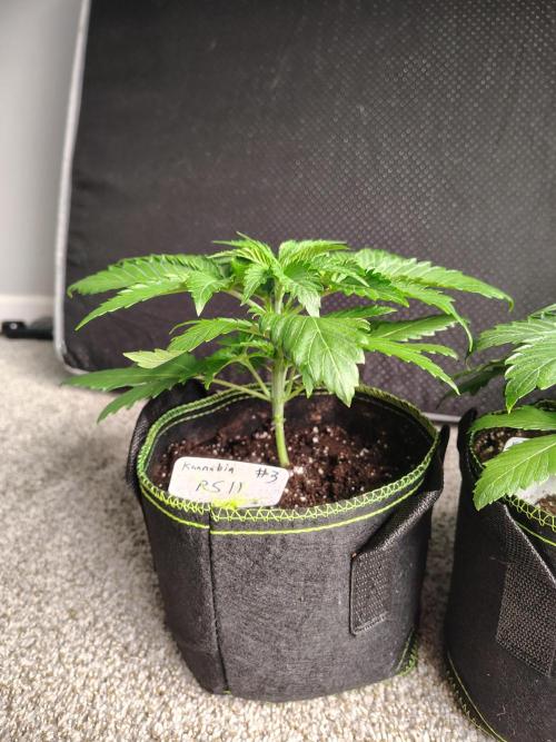 RS11 (Rainbow Sherbet). Week 3