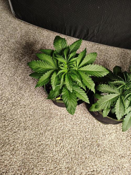 RS11 (Rainbow Sherbet). Week 3