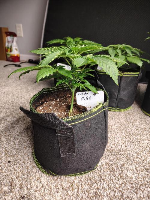 RS11 (Rainbow Sherbet). Week 3