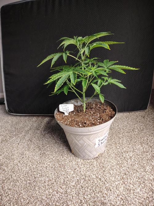 Sunset Sherbet. Week 4