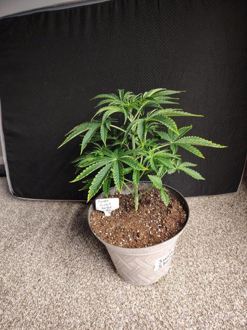 Sunset Sherbet. Week 4