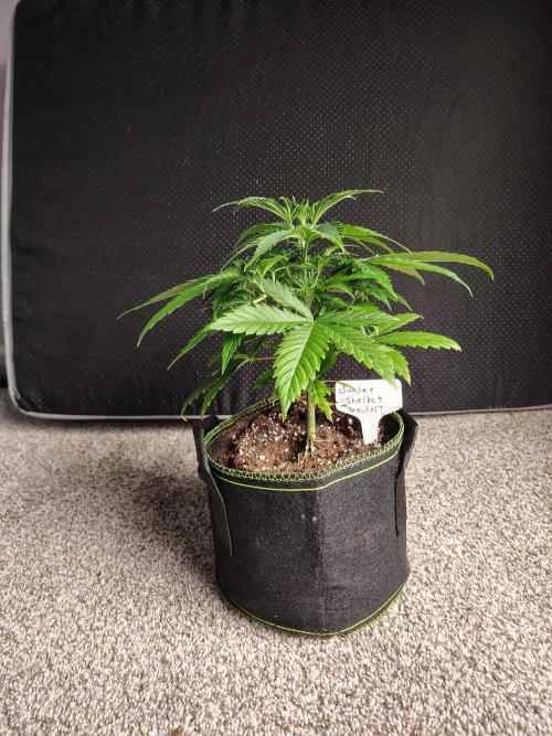 Sunset Sherbet Go Fast. Week 3