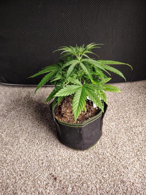 Sunset Sherbet Go Fast. Week 3