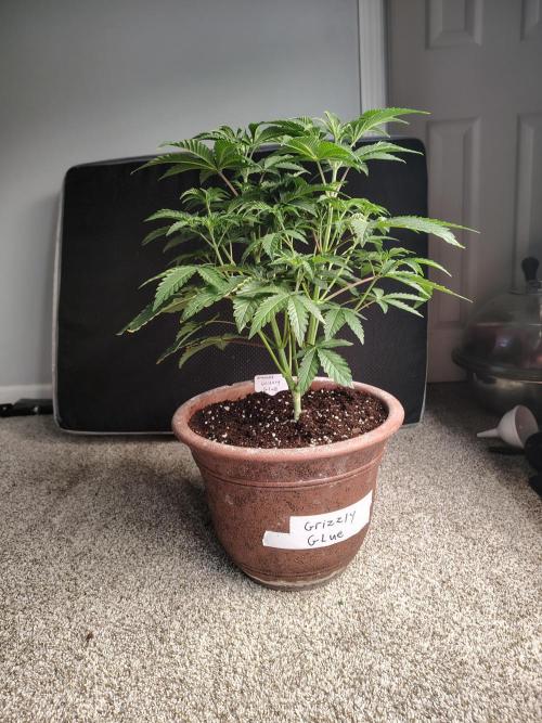 Grizzly Glue. Week 5