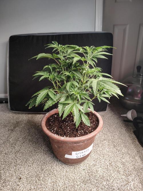 Grizzly Glue. Week 5