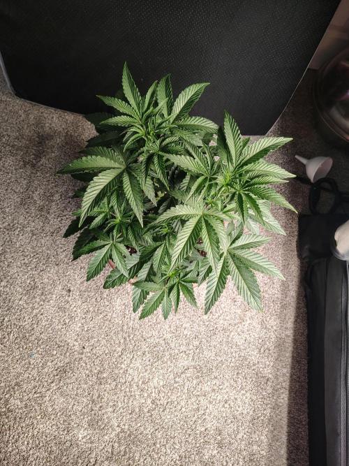 Grizzly Glue. Week 5