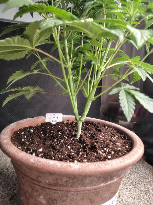 Grizzly Glue. Week 5