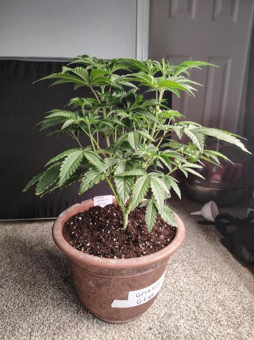 Grizzly Glue. Week 5