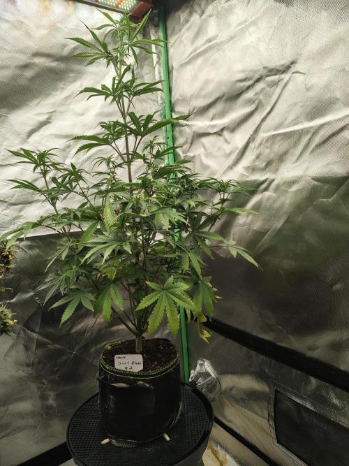 Juicy Blues Auto (Run #2). Week 6