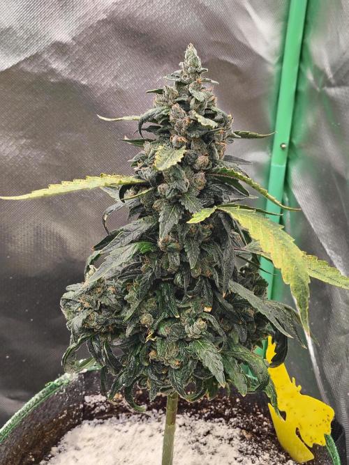 Bourbon Berry. Week 12