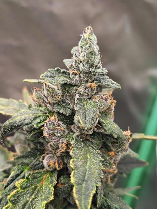 Bourbon Berry. Week 12