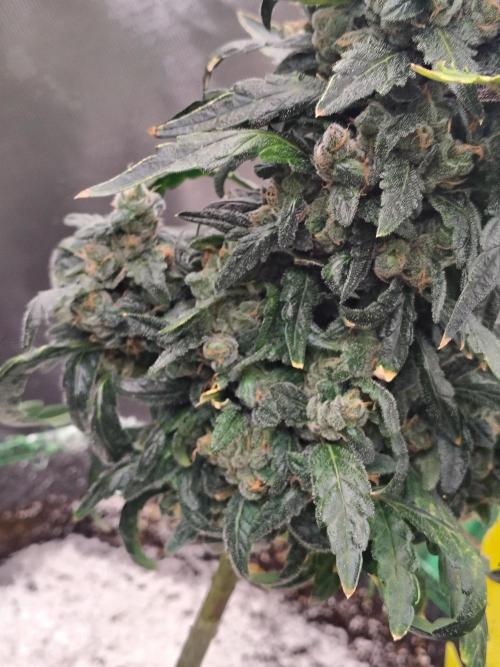 Bourbon Berry. Week 12