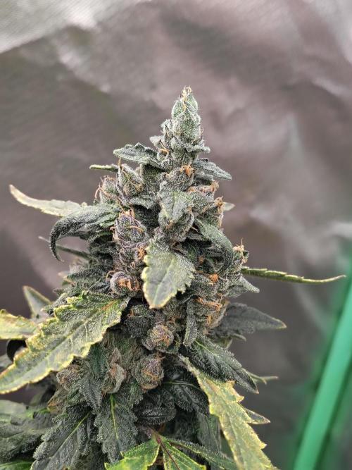 Bourbon Berry. Week 12