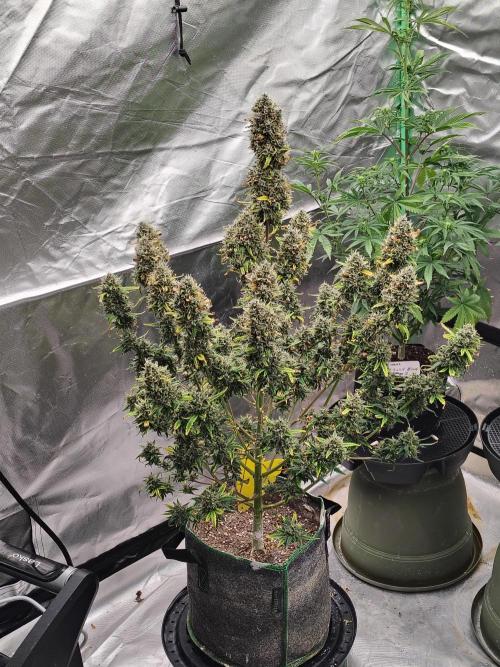 Bourbon Berry. Week 12