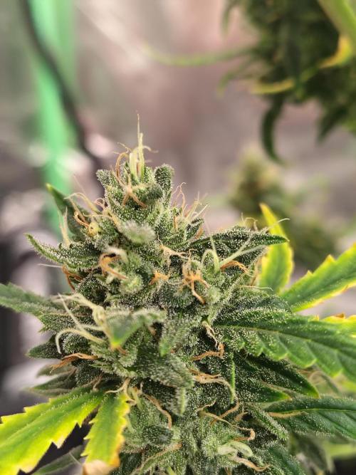 Bourbon Berry. Week 12