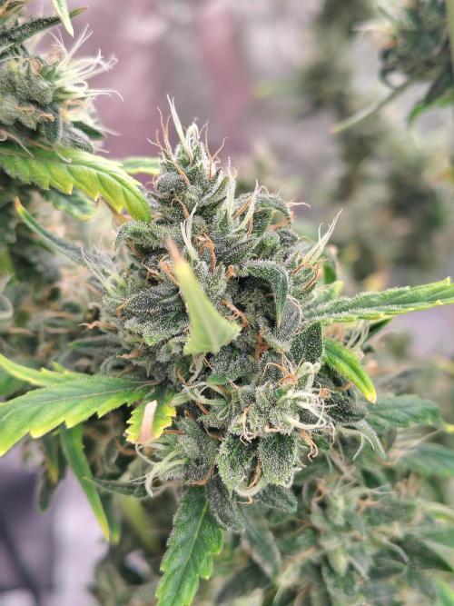 Bourbon Berry. Week 12