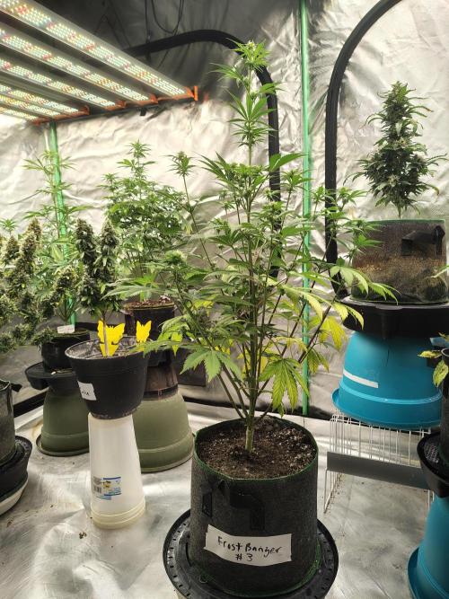 FrostBanger Auto. Week 5