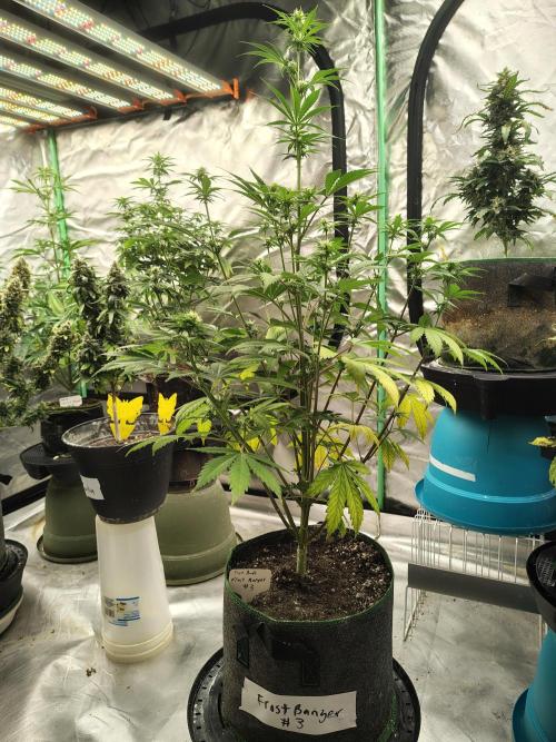 FrostBanger Auto. Week 5