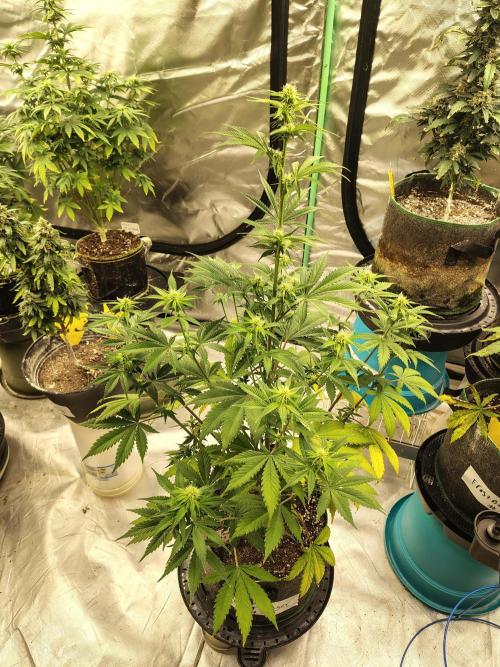 FrostBanger Auto. Week 5