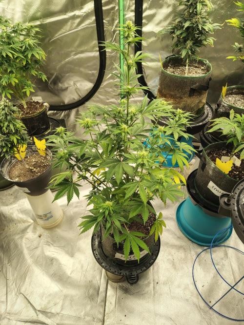 FrostBanger Auto. Week 5