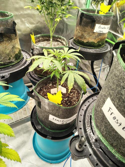 FrostBanger Auto. Week 5