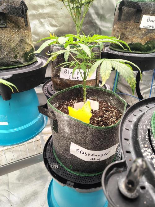 FrostBanger Auto. Week 5