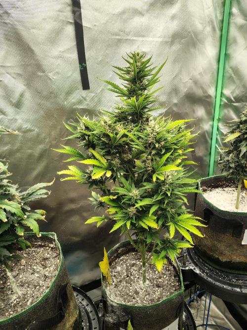 Blueberry Cookies. Week 9