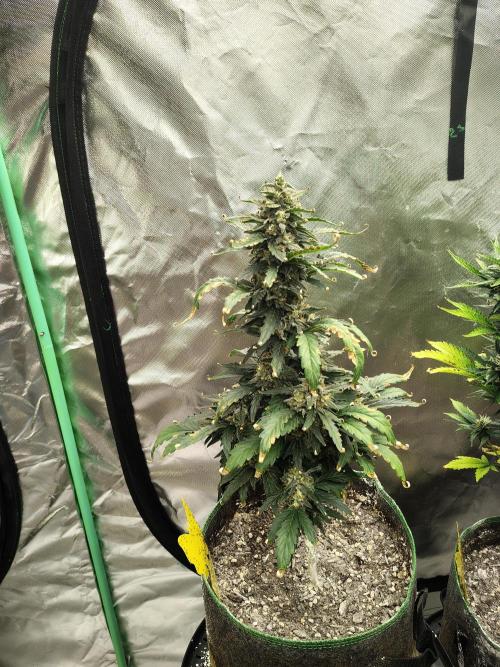 Blueberry Cookies. Week 9