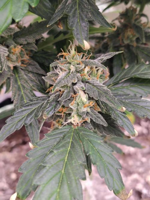 Blueberry Cookies. Week 9