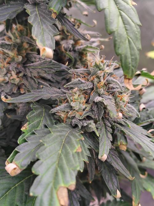 Blueberry Cookies. Week 9