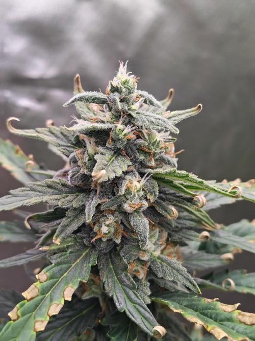 Blueberry Cookies. Week 9