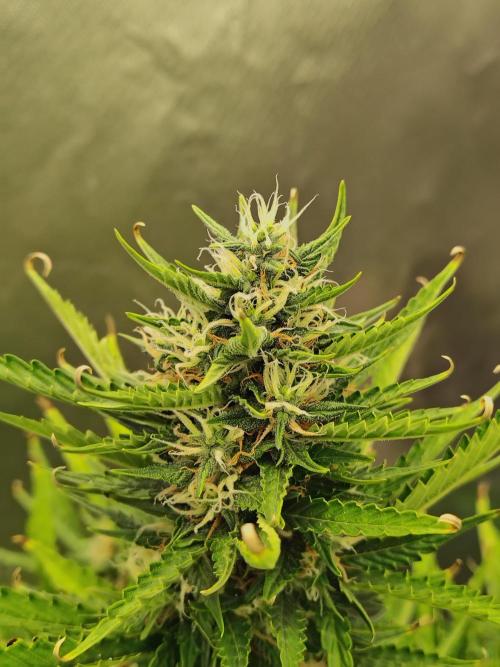 Blueberry Cookies. Week 9