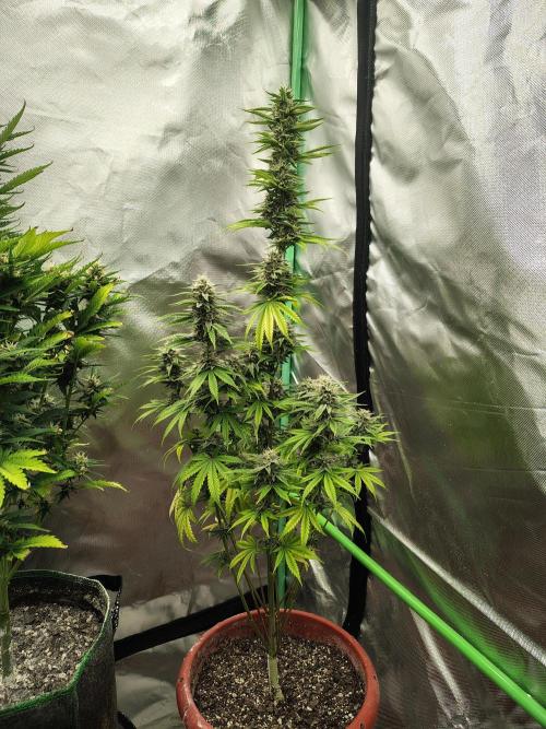 Face Fat (Run #2). Week 9