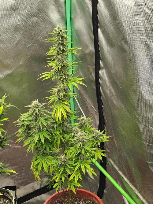 Face Fat (Run #2). Week 9