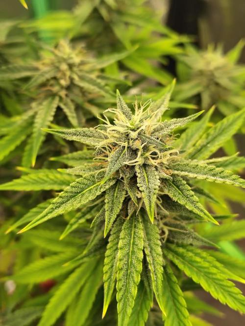 Face Fat (Run #2). Week 9