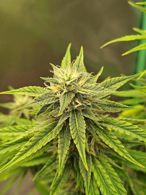 Face Fat (Run #2). Week 9